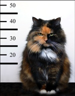 ������ ��� sterva-13